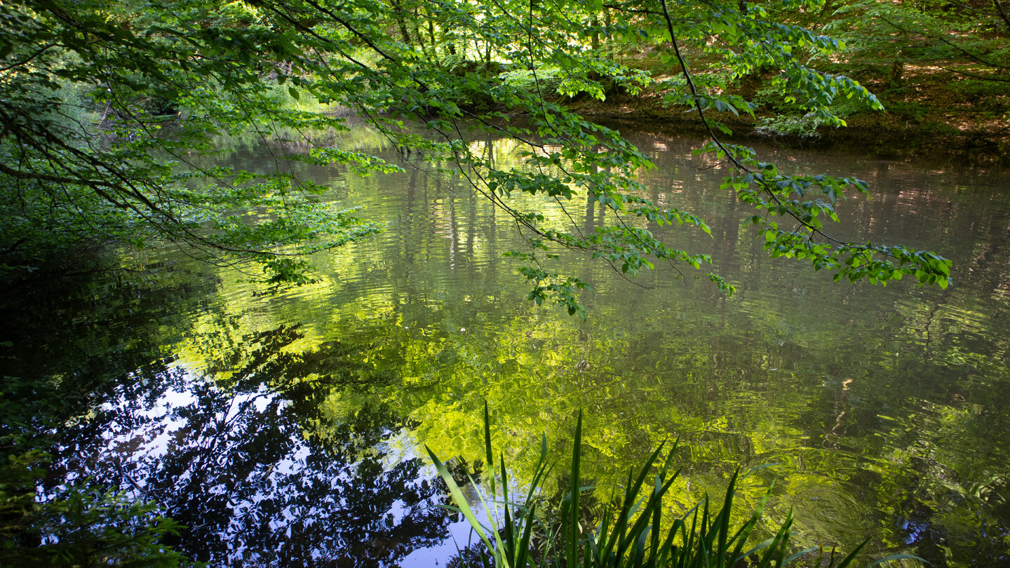 Weiher entlang der Queich bei Hauenstein