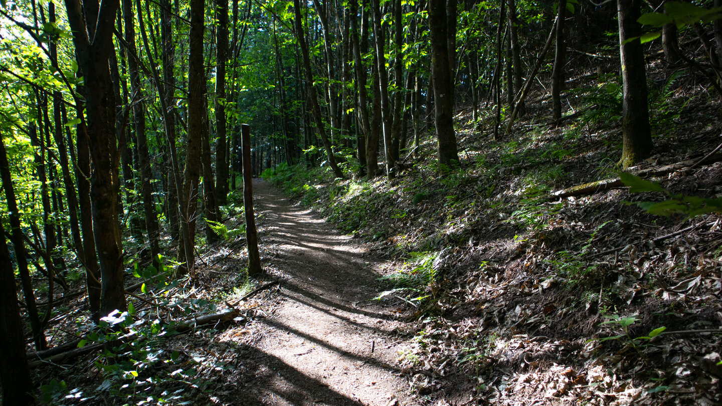 Wanderweg durch den Pfälzerwald