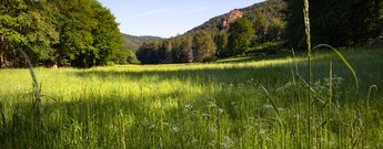 Blick über die Wiesen an der Queichquelle bis hin zu den Stephanstürmen