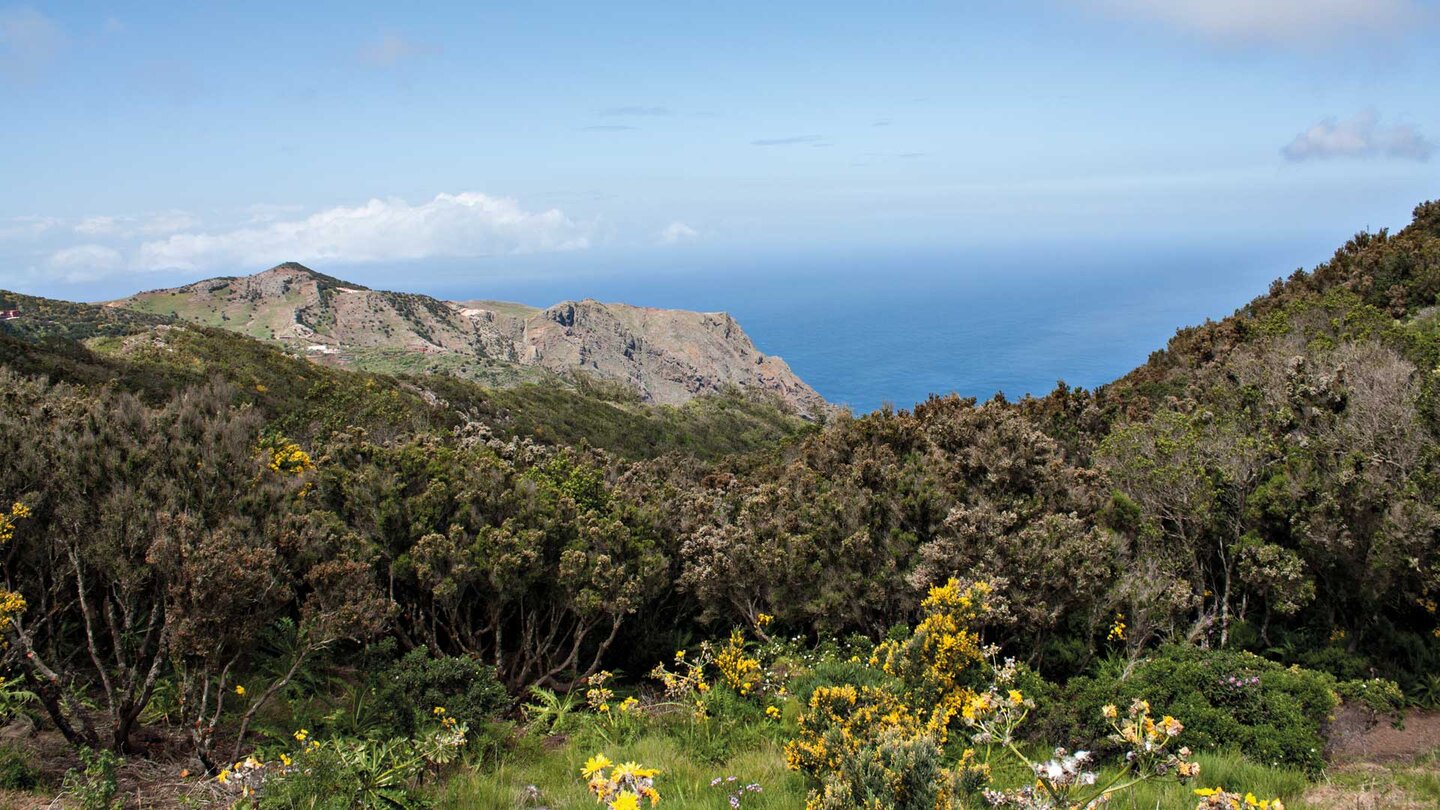 Baumheide bei Teno Alto auf Teneriffa