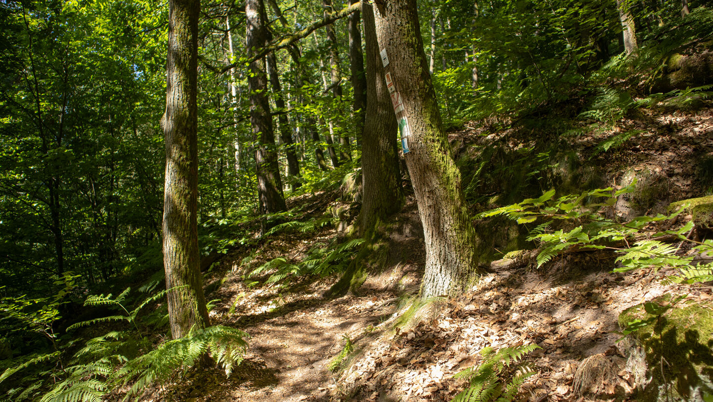 Ein schmaler Pfad schlängelt sich idyllisch durch den Wald hinauf zum Löffelsberg.