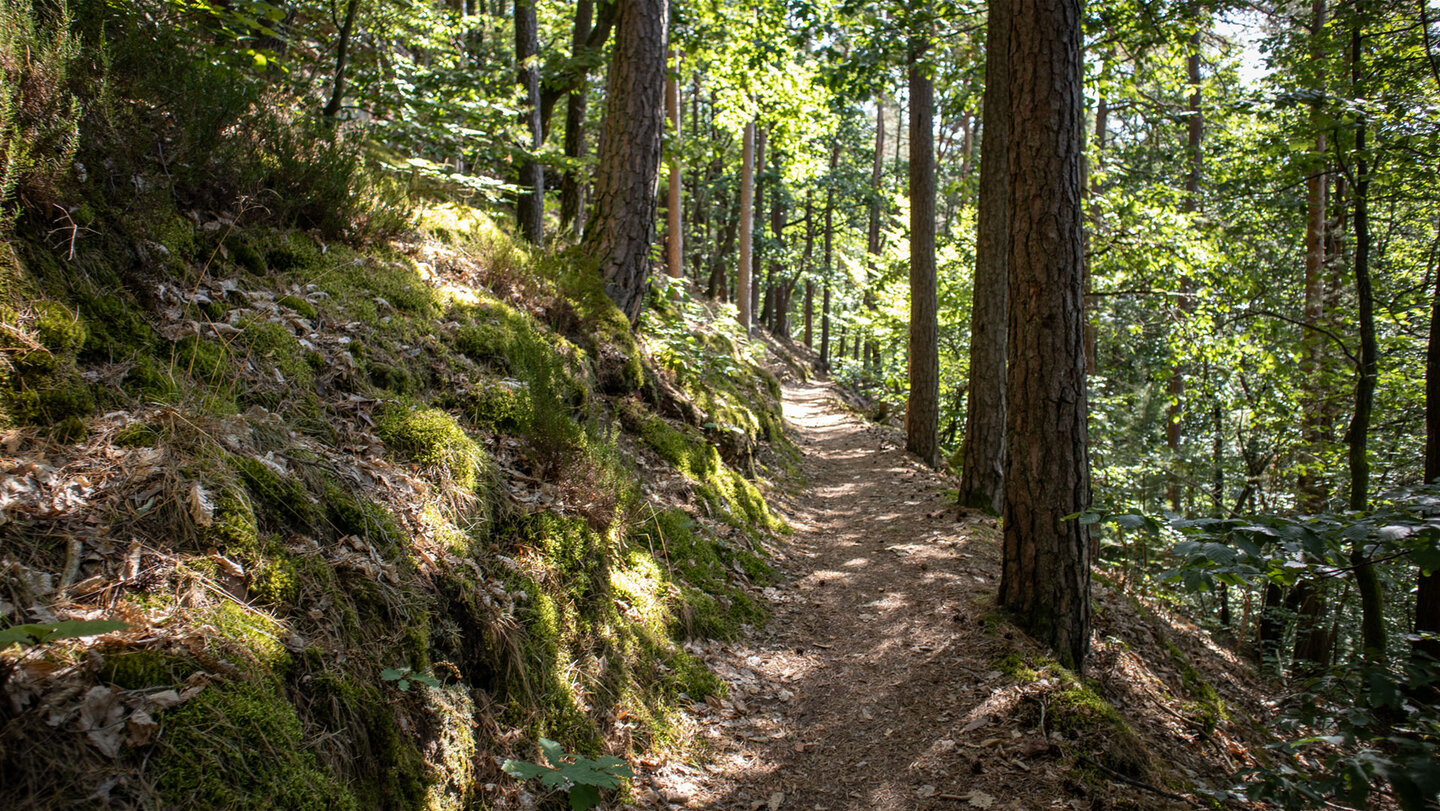 Wanderpfad am Eichelberg zurück zum Hexenplätzel.