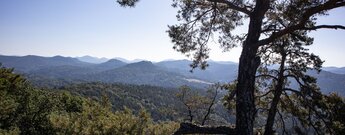 Weites Panorama über den Pfälzerwald vom Buhlsteinpfeiler.
