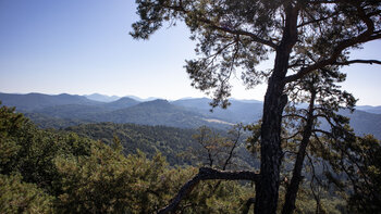 Weites Panorama über den Pfälzerwald vom Buhlsteinpfeiler.