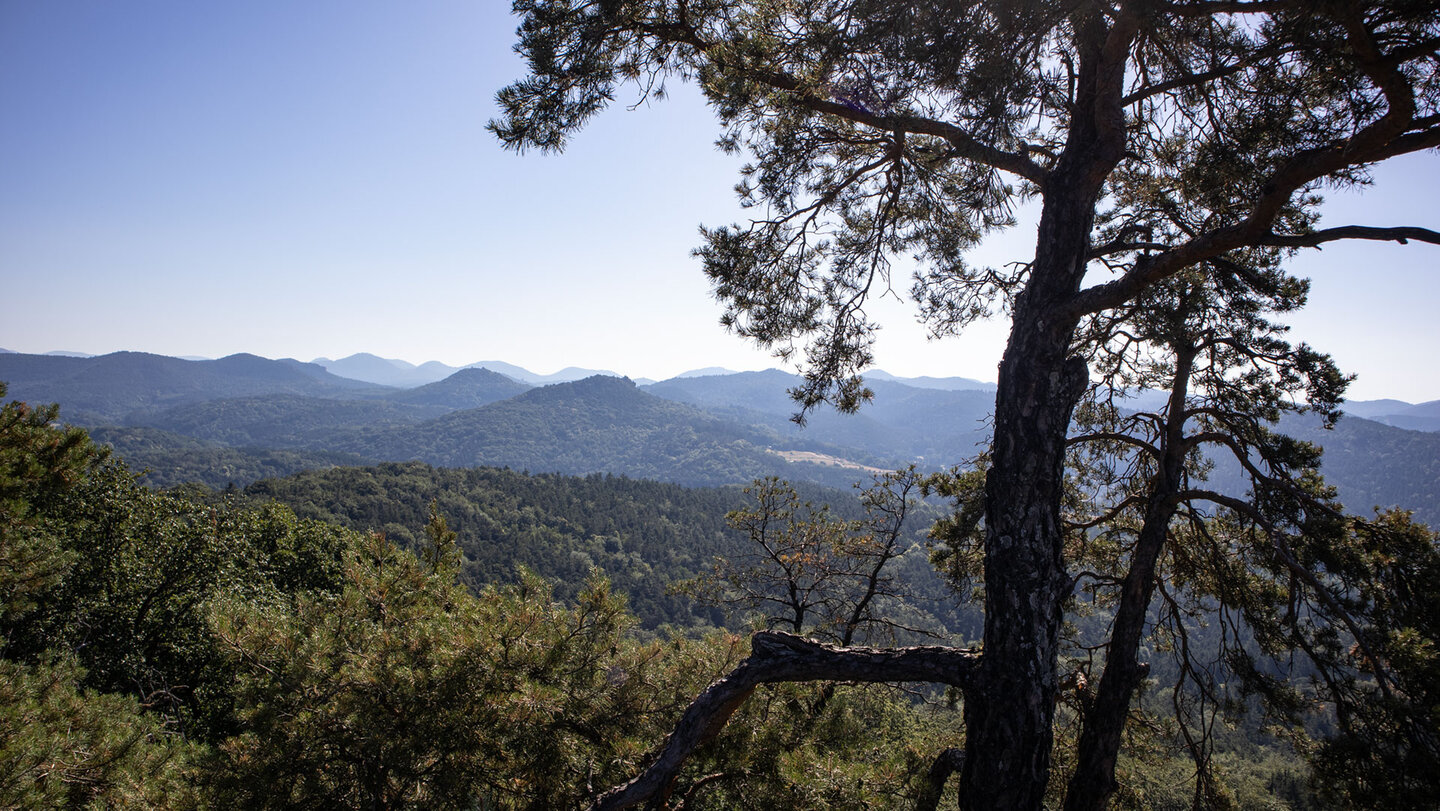 Weites Panorama über den Pfälzerwald vom Buhlsteinpfeiler.