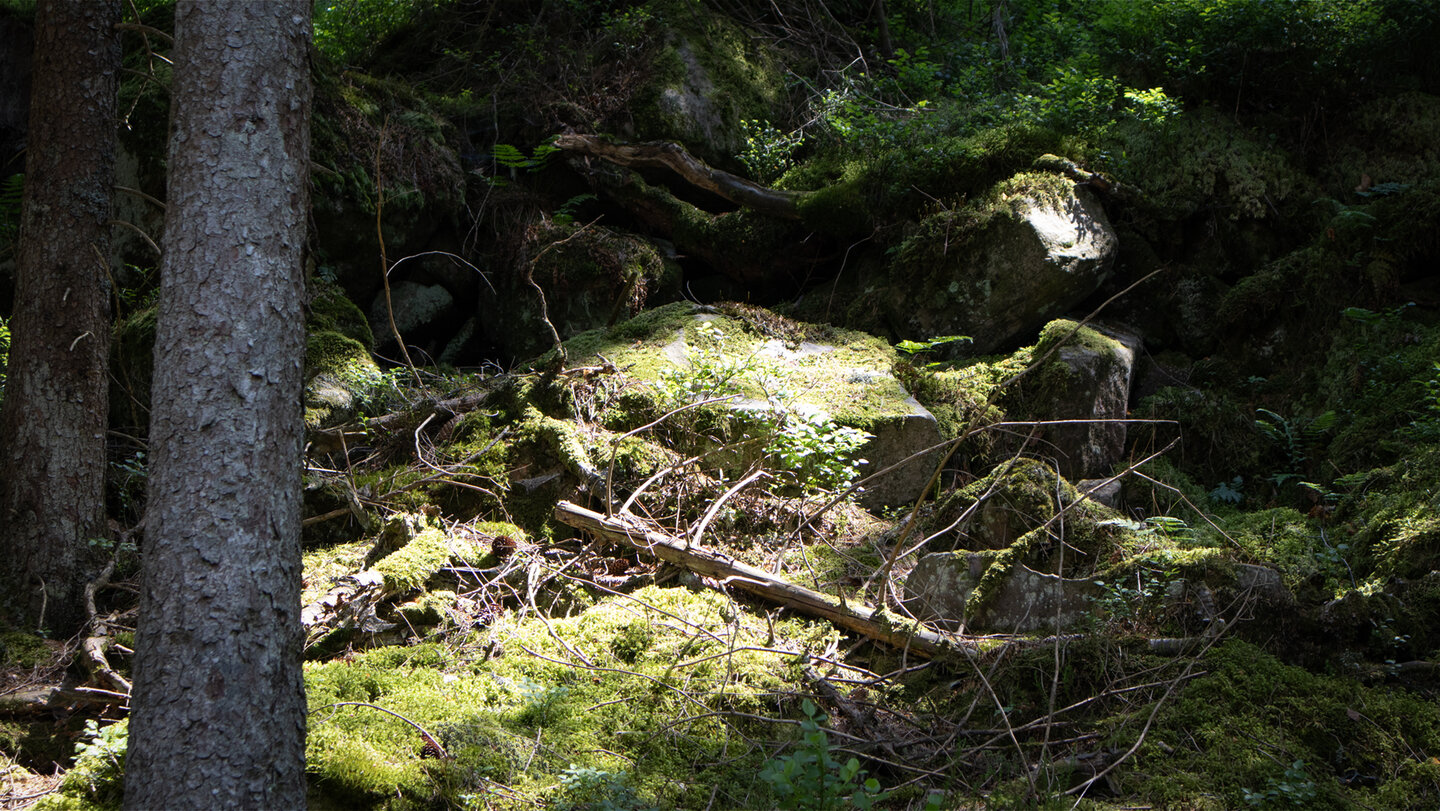 Moose und Heidelbeersträucher bedecken den Waldboden