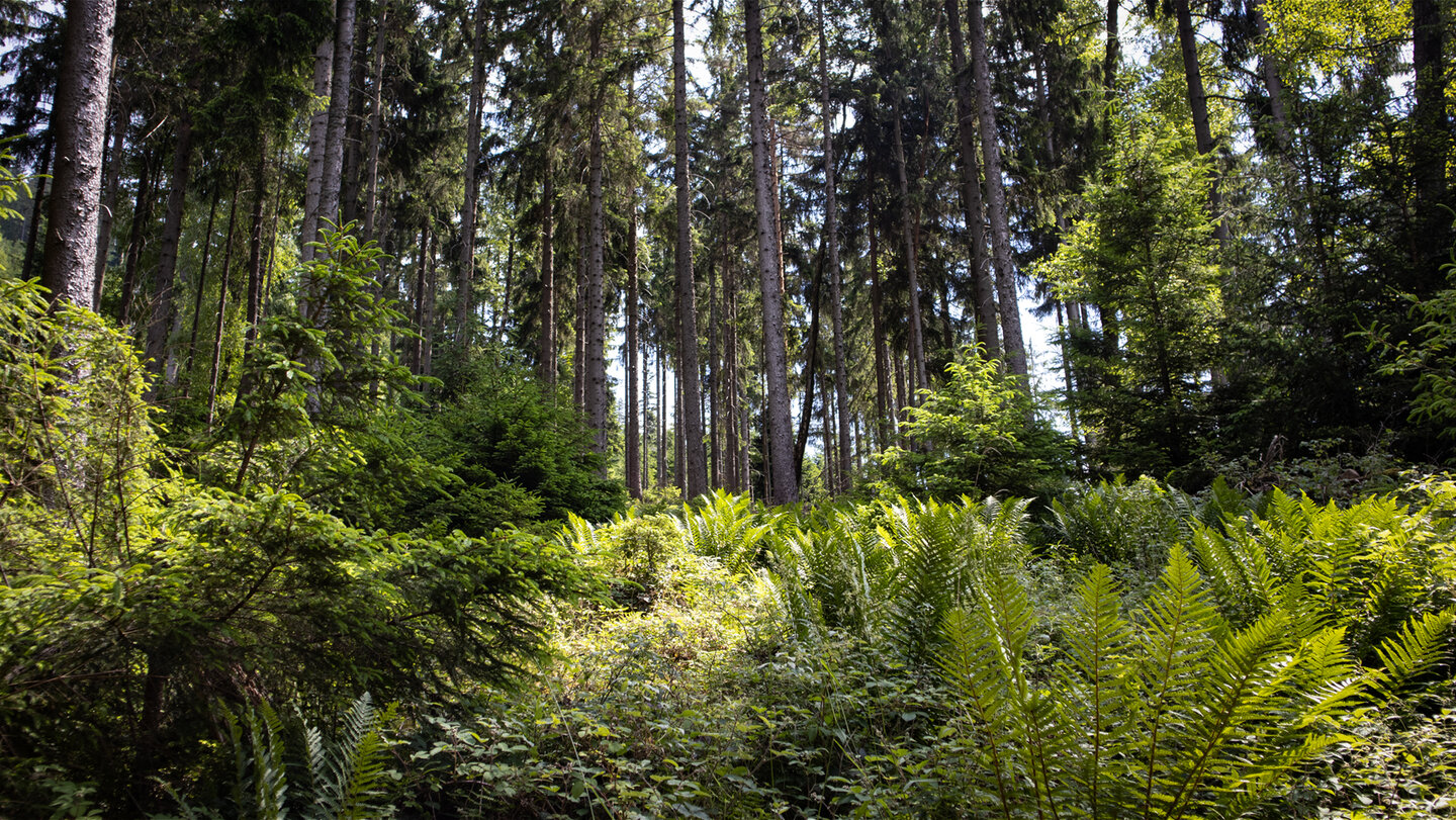 Farne vor Nadelbäumen im Brückwald