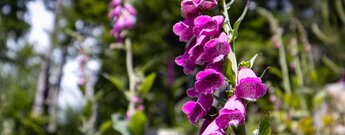Fingerhutblüte entlang der Brückwald Rundwanderung