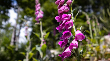 Fingerhutblüte entlang der Brückwald Rundwanderung