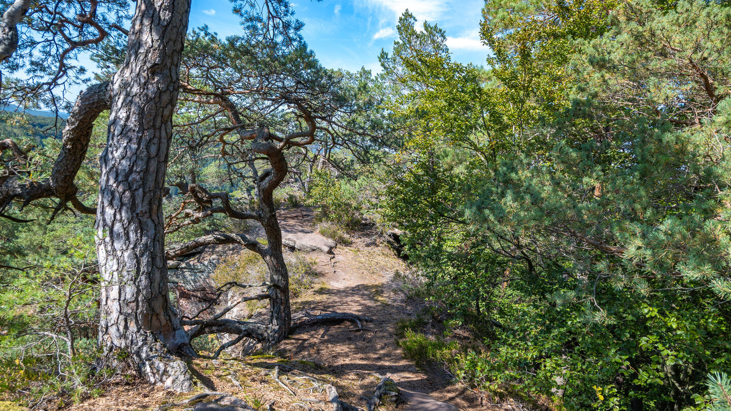Wanderung entlang des Höhenrückens auf dem Buchkammerfels Wanderung entlang des Höhenrückens auf dem Buchkammerfels