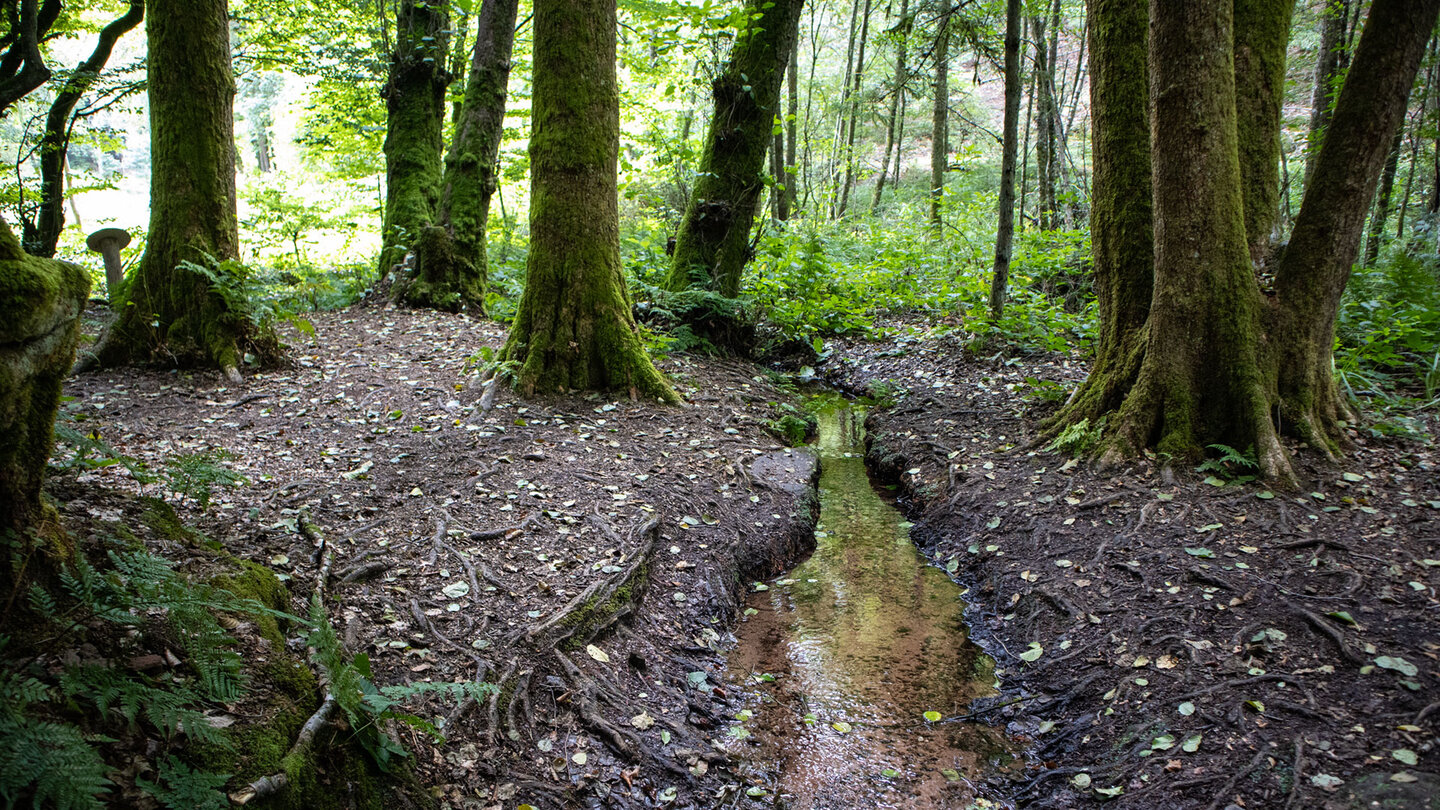 Bachlauf des Eibachs durch moosbedeckten Wald nahe der Quelle