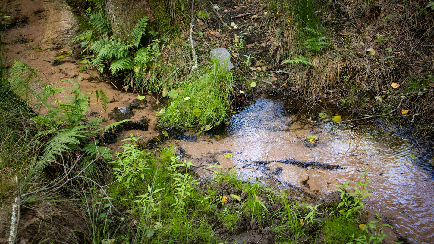 Waldbach im Bottental bei Erfweiler – klares Wasser über sandigem Grund