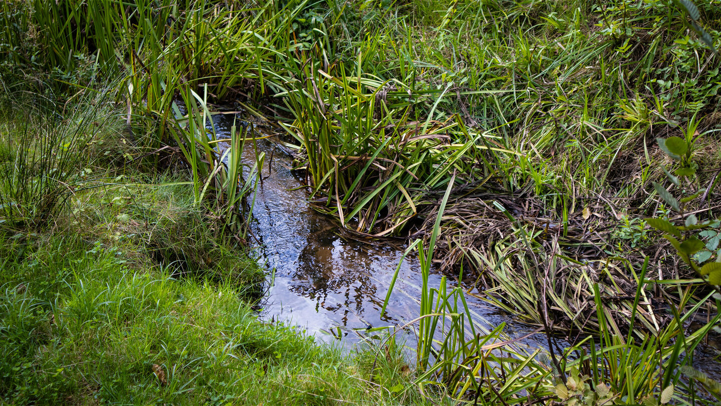 Feuchter Lebensraum am Langenbach bei Erfweiler