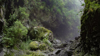 Blick in den Barranco del Agua im Lorbeerwald Los Tilos auf La Palma