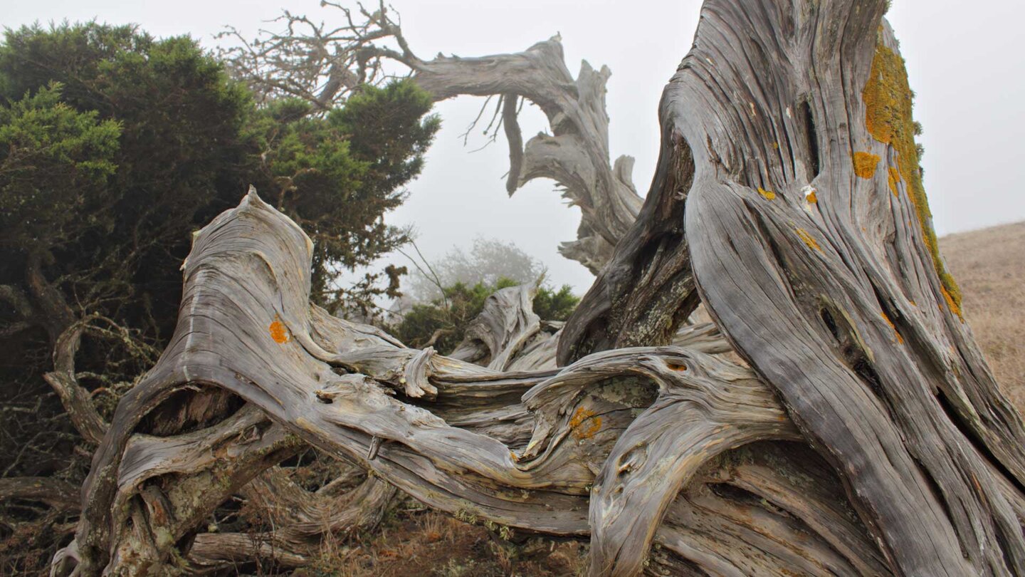 Sabinar-Bäume auf El Hierro in ihrer bizarren Wuchsform