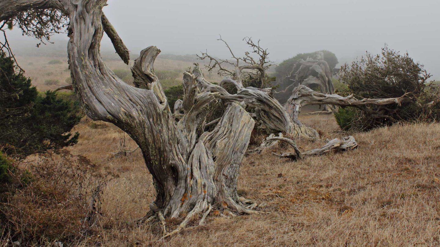 vom Wind gedreht gewachsene Sabinar-Bäume auf El Hierro