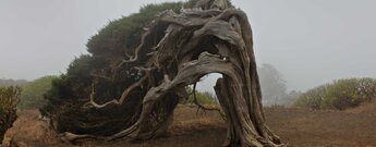 ein vom Wind gebeugtes Exemplar der Sabinar-Bäume auf El Hierro