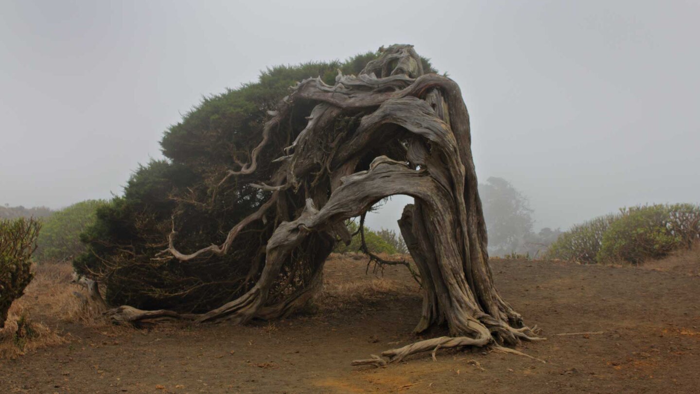 ein vom Wind gebeugtes Exemplar der Sabinar-Bäume auf El Hierro