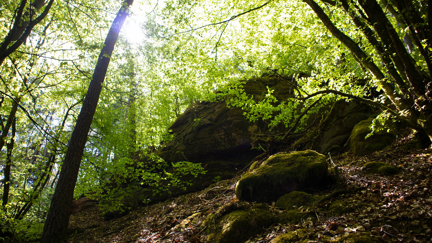 der Pfad führt in Serpentinen in den Buchenwald