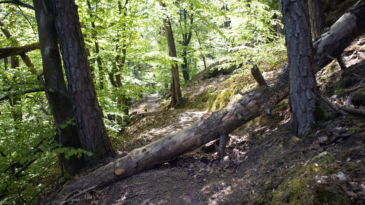 Wanderweg  beim Lanzenfahrter Felsen