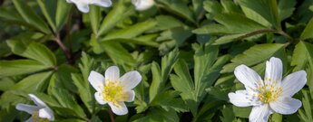 Buschwindröschen im winterlichen Wald