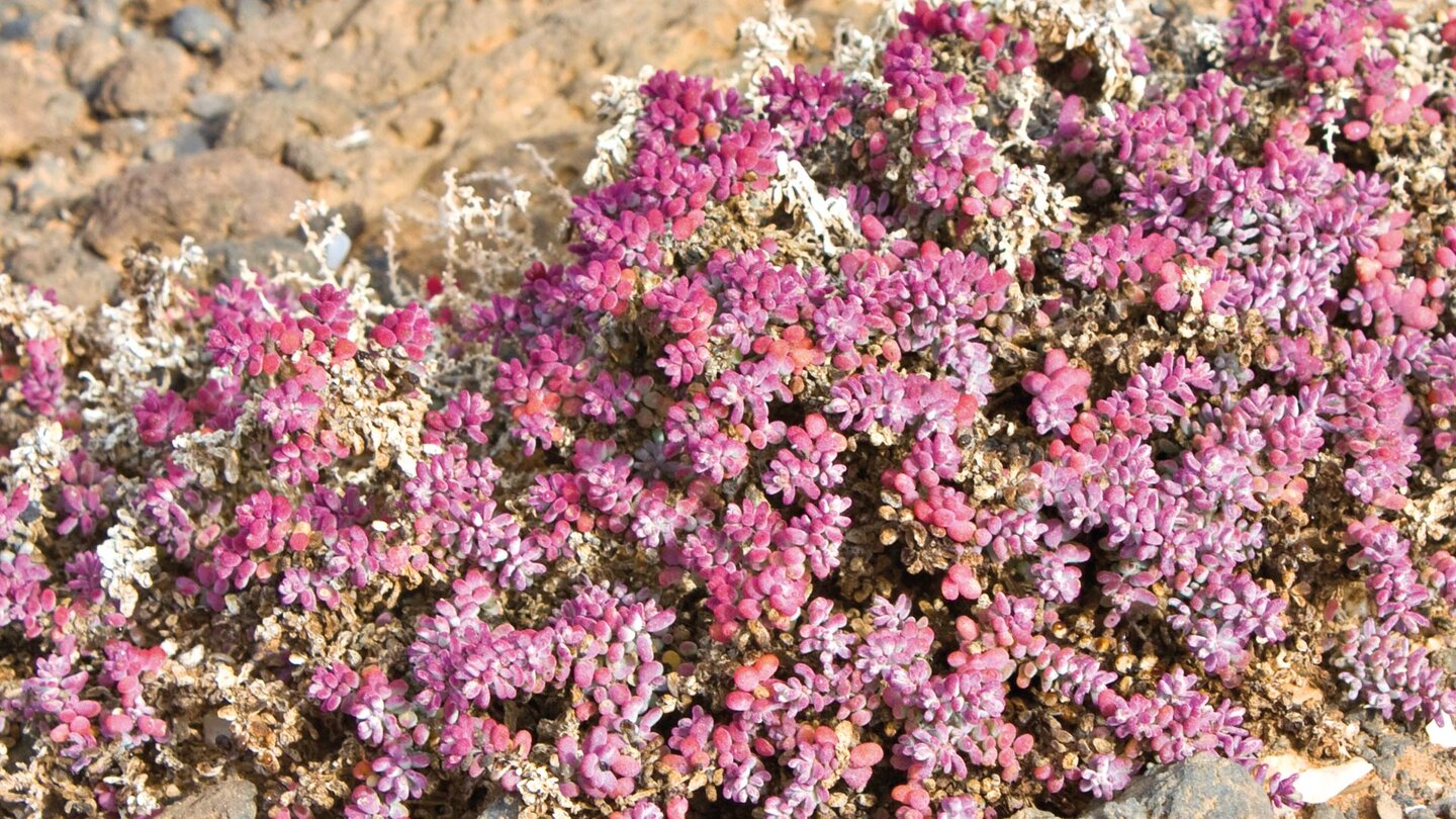 Sukkulentengewächse zwischen den Felsen auf der Wanderung zur Playa del Reisado auf Lanzarote