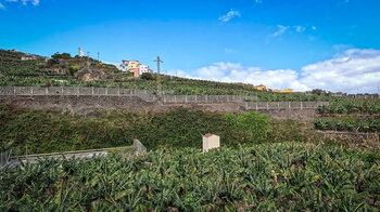 tpyische Bananenplantagen bei San Andres