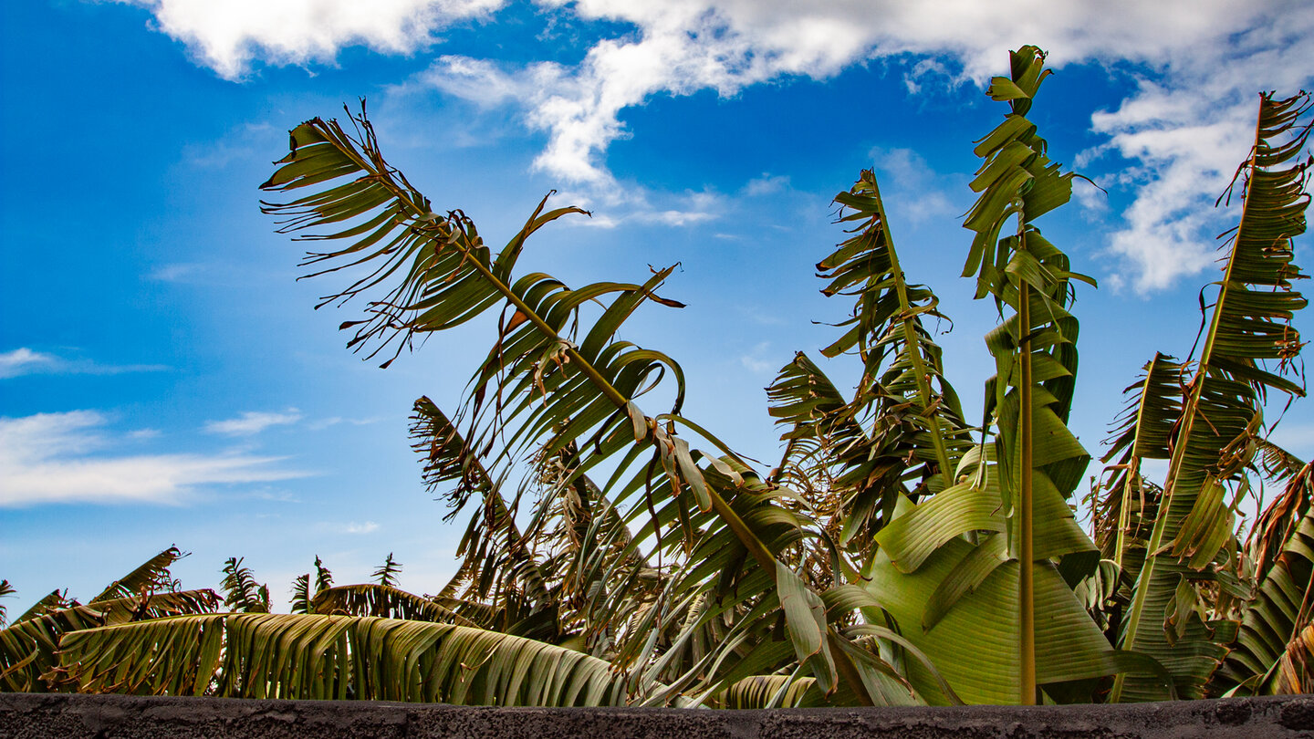 Wanderung durch Bananenplantagen