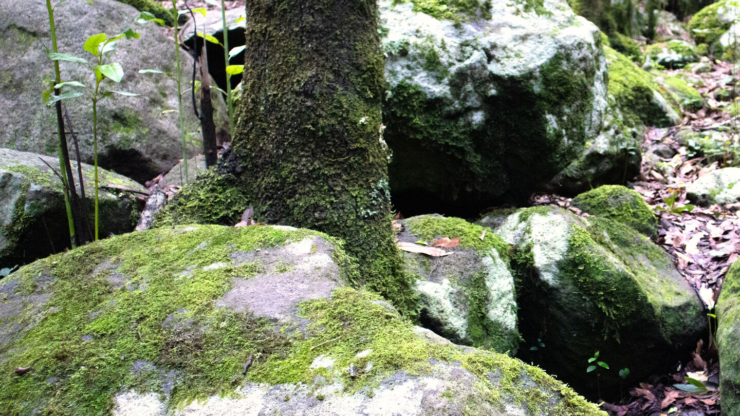 bemooste Felsen und Bäume im Lorbeerwaldgebiet