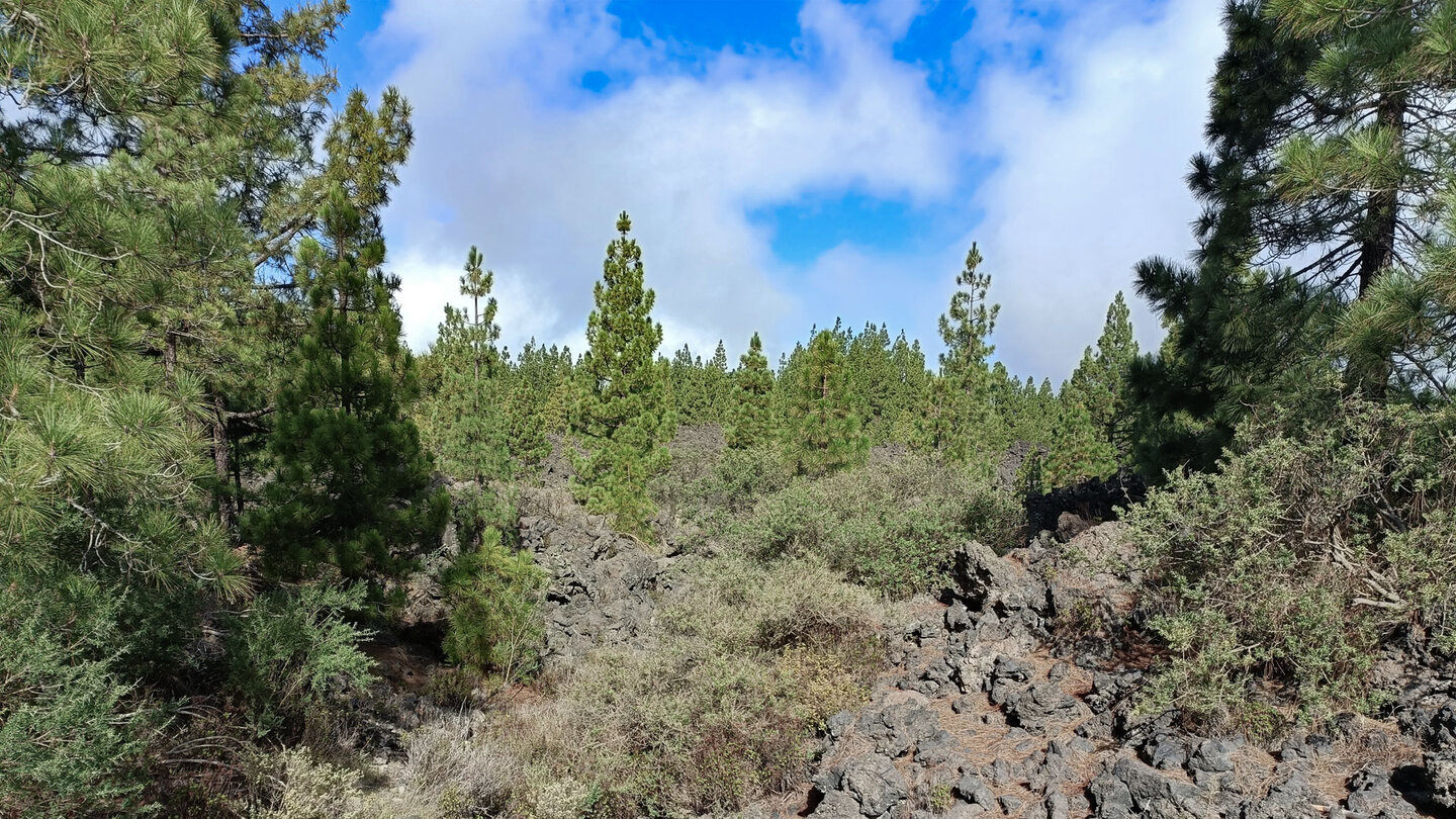 Kiefern besiedeln die Lavafelder im Naturschutzgebiet Chinyero Kiefern besiedeln die Lavafelder im Naturschutzgebiet Chinyero