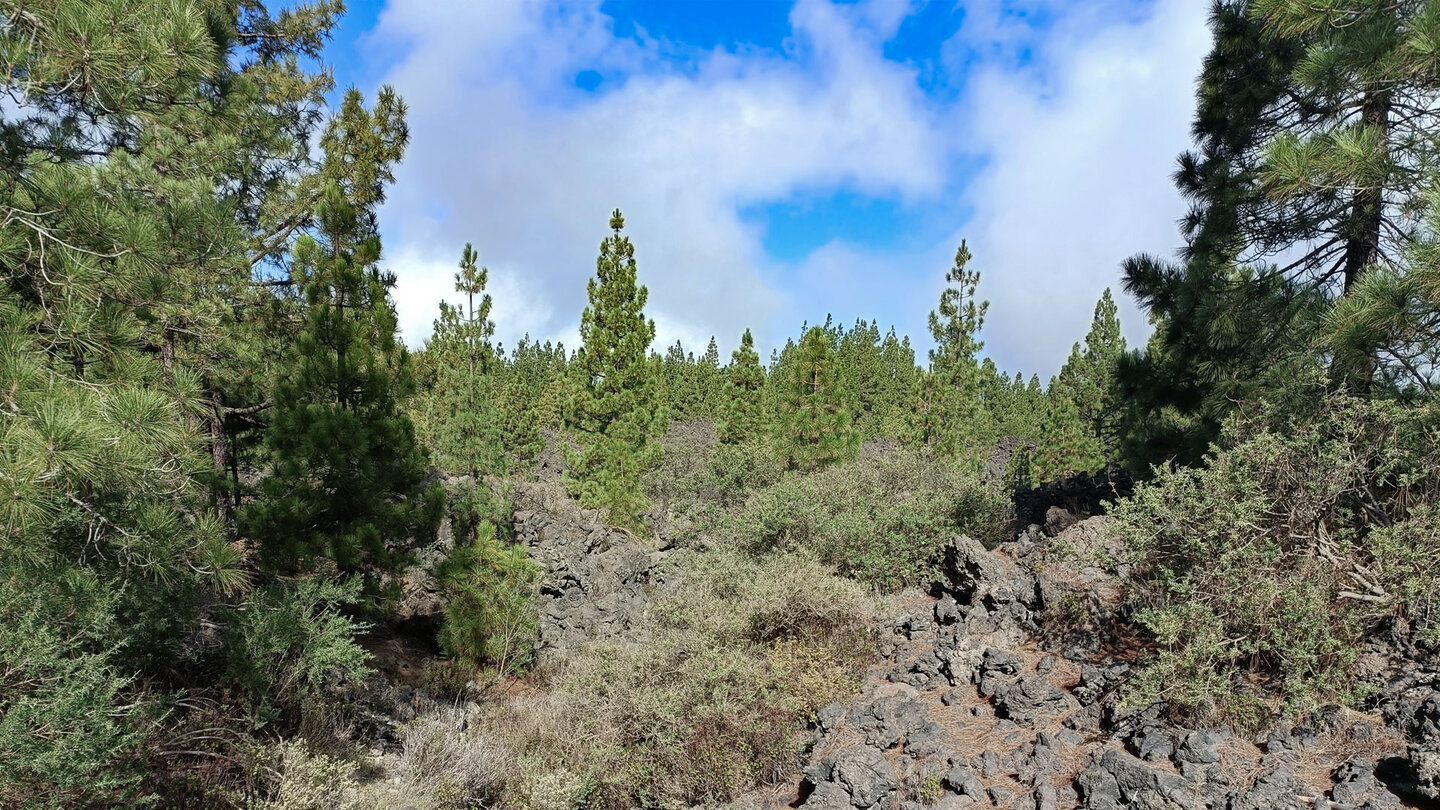 Kiefern besiedeln die Lavafelder im Naturschutzgebiet Chinyero