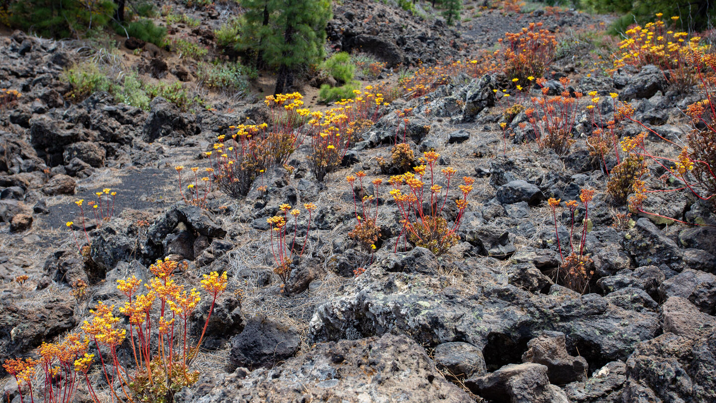 blühendes Aeonium auf den Lavaverwerfungen am Montaña de las Flores
