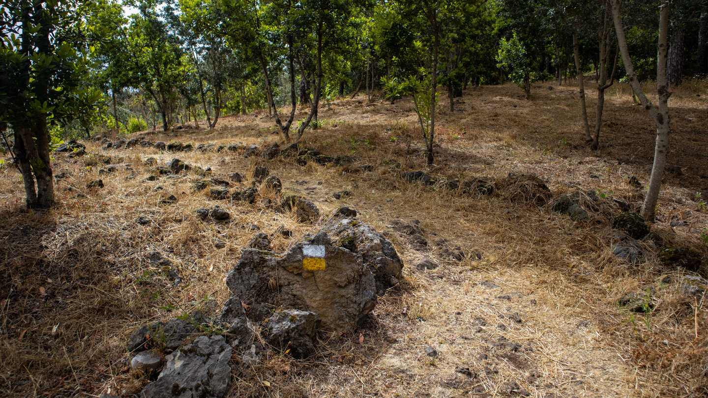 mit Steinen eingefasster Wanderweg bei San José de los Llanos