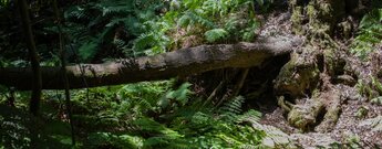 Farne gedeihen an lichten Stellen im Nationalpark Garajonay