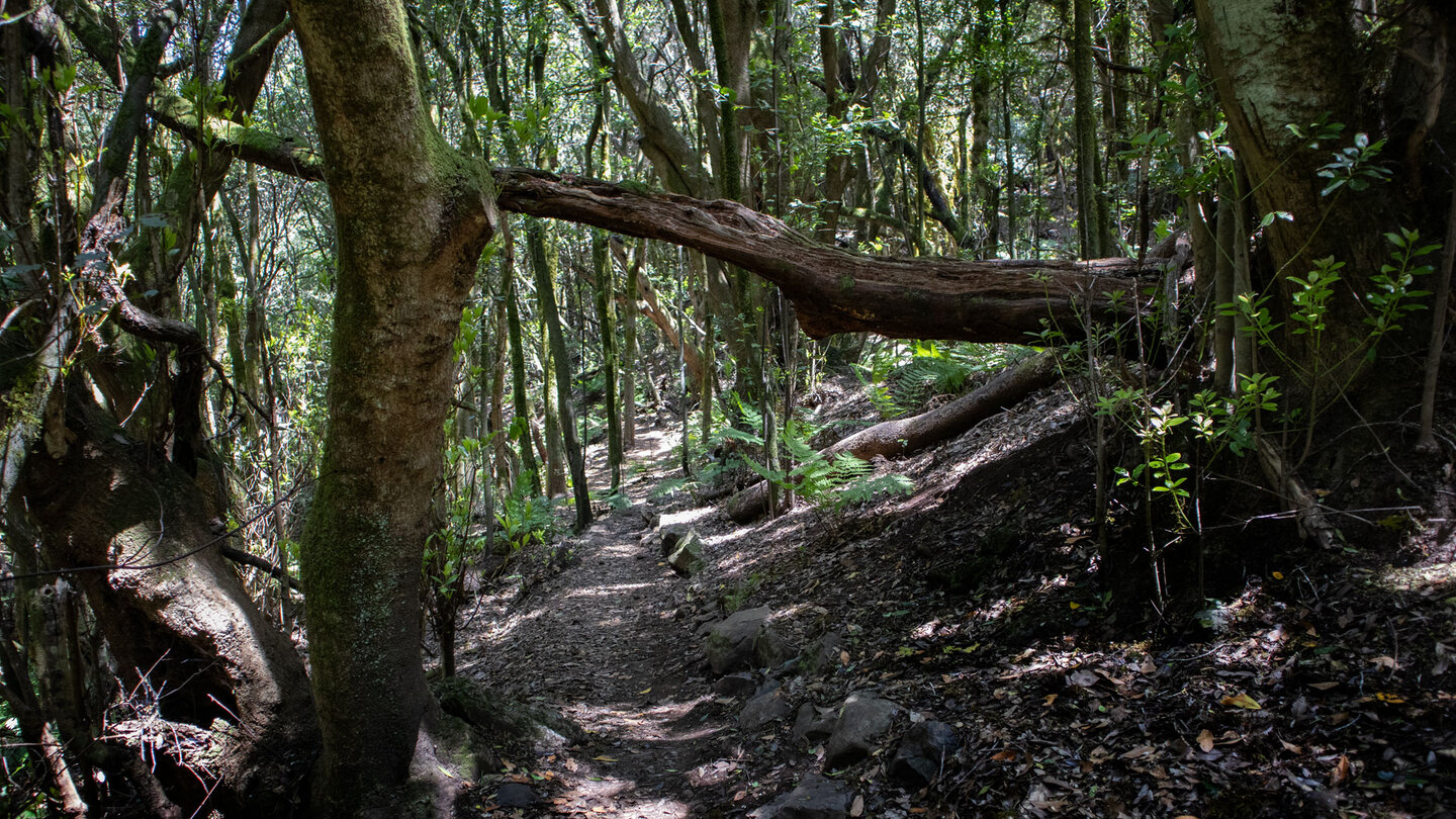 idyllischer Wanderpfad im lichtdurchfluteten Lorbeerwald