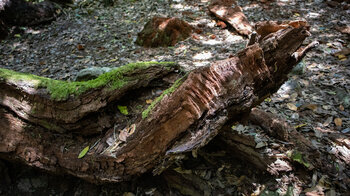 ein abgestorbener Baumstamm bringt neues Leben in den urzeitlichen Wald