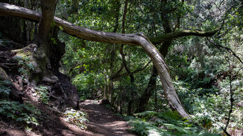 der malerische Wanderweg verläuft oberhalb einer kleinen Schlucht durch den Lorbeerwald