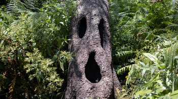 Geisterbaum im Nationalpark Garajonay