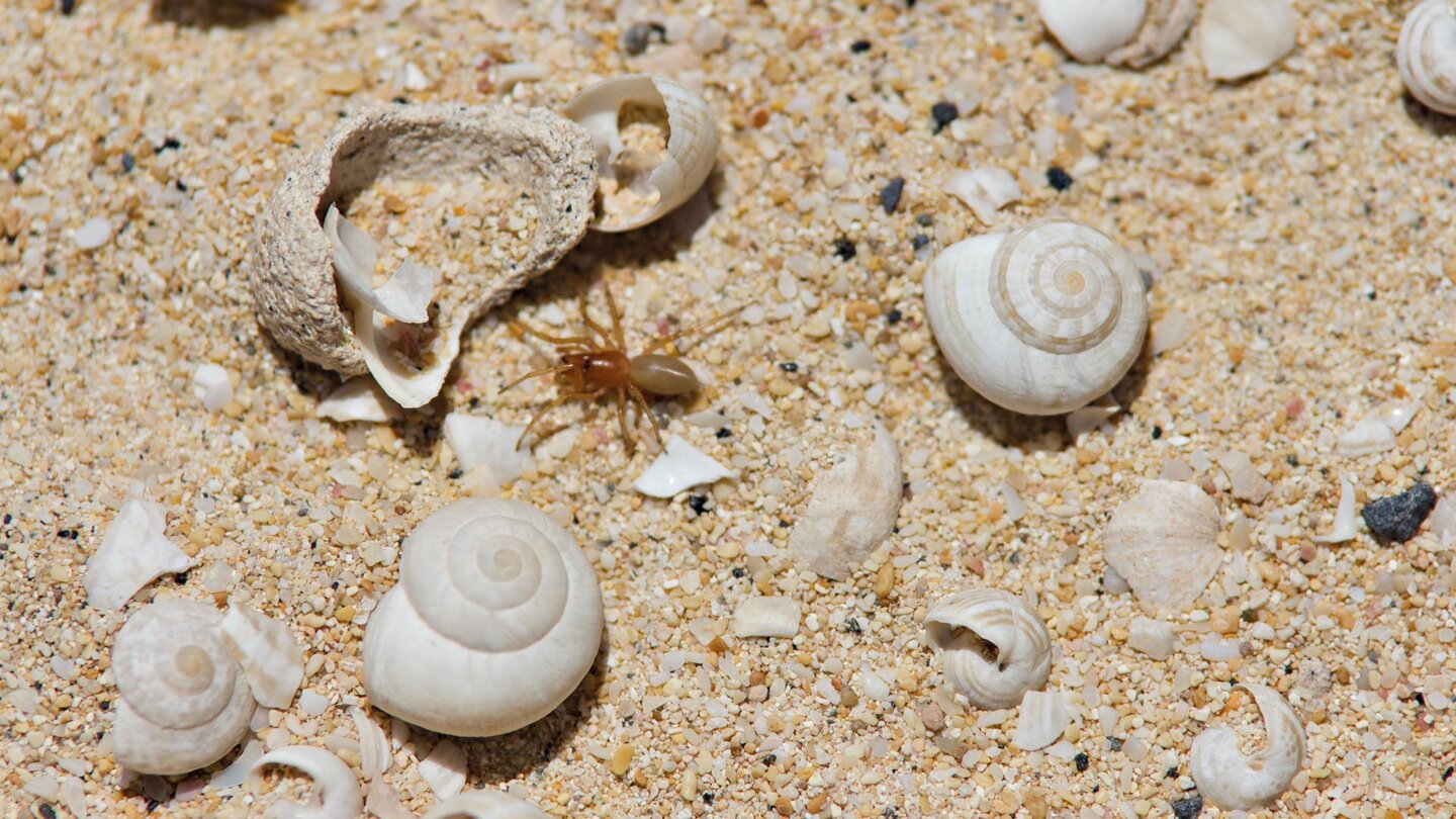 Muscheln und Schnecken überdecken den Strand der Playa Lambra