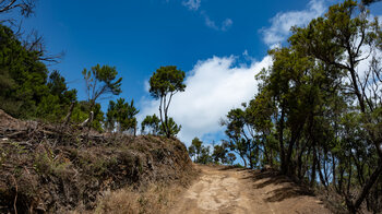 Wanderweg entlang einer breiten Piste begleitet von Baumheide