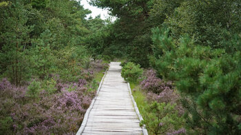Blick auf die moortypische Vegetation im Pietzmoor bei Schneverdingen