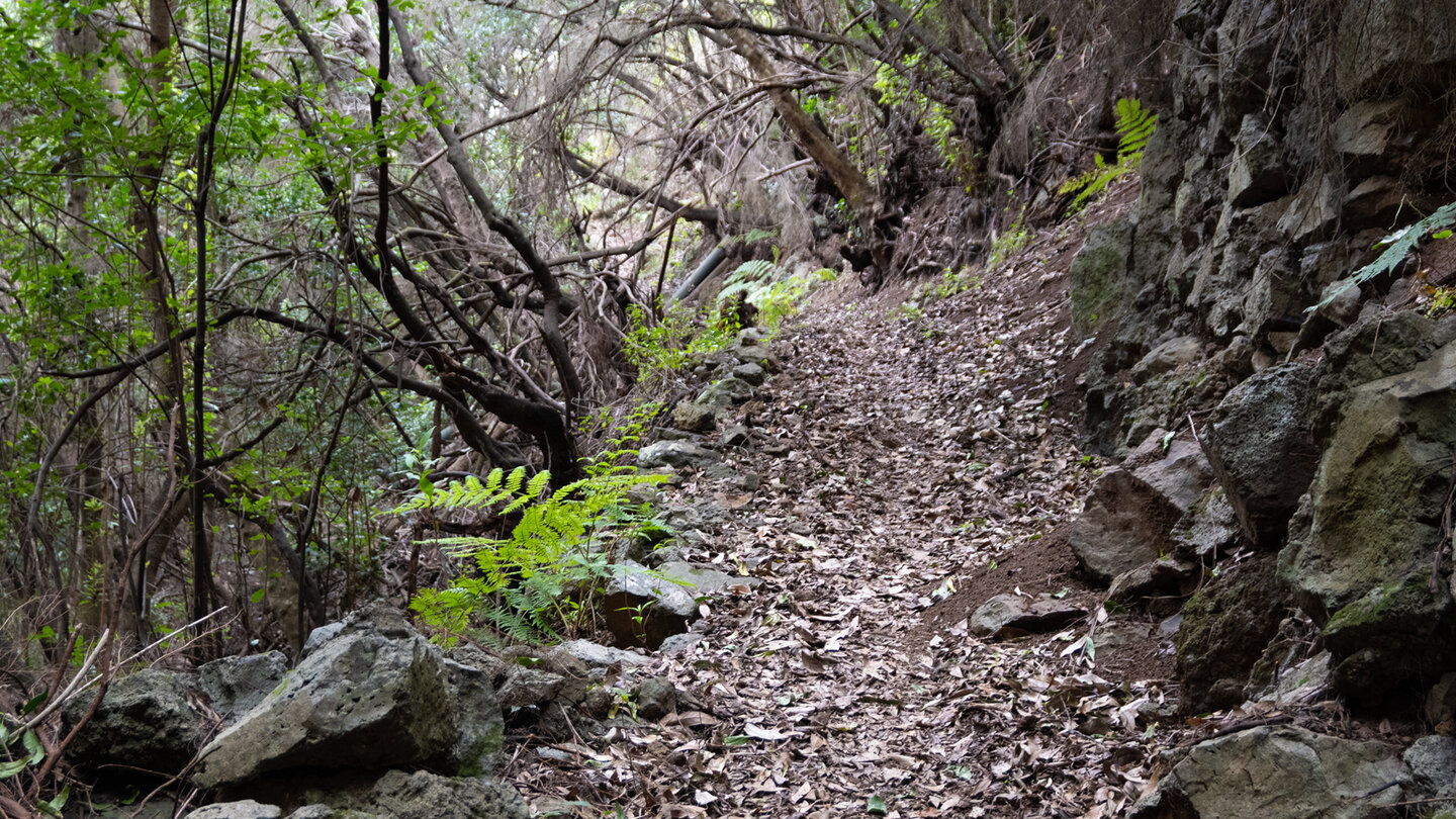 die Wanderroute nach El Tablado führt durch Lorbeerwald Wanderroute nach El Tablado im Lorbeerwald