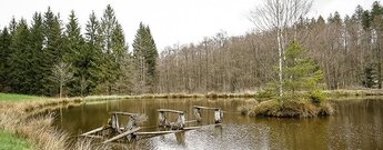 kleiner Teich mit zerfallenem Steg
