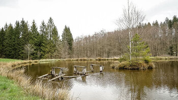 kleiner Teich mit zerfallenem Steg