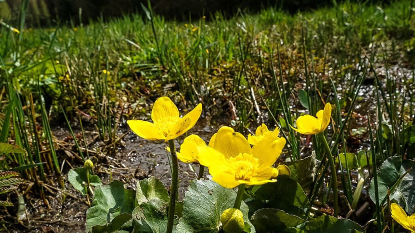 Sumpfdotterblumen am Weg