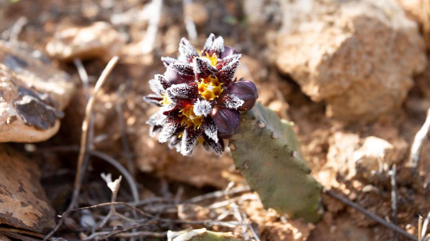 Burchards Fliegenblume (Apteranthes burchardii) blüht in den Wintermonaten