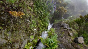 Vegetation entlang des Wanderwegs nahe der Marcos y Cordero Quellen