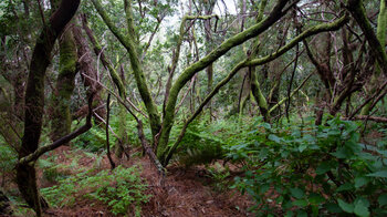 neben dem Wanderweg sieht man die Lorbeerwaldvegetation