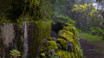 Pflanzen und Moose wachsen an den Wasserkanälen bei den Nacientes de Marcos y Cordero