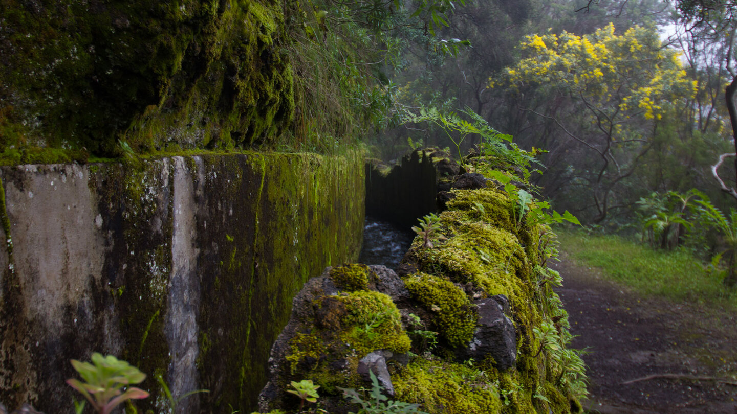 Pflanzen und Moose wachsen an den Wasserkanälen bei den Nacientes de Marcos y Cordero